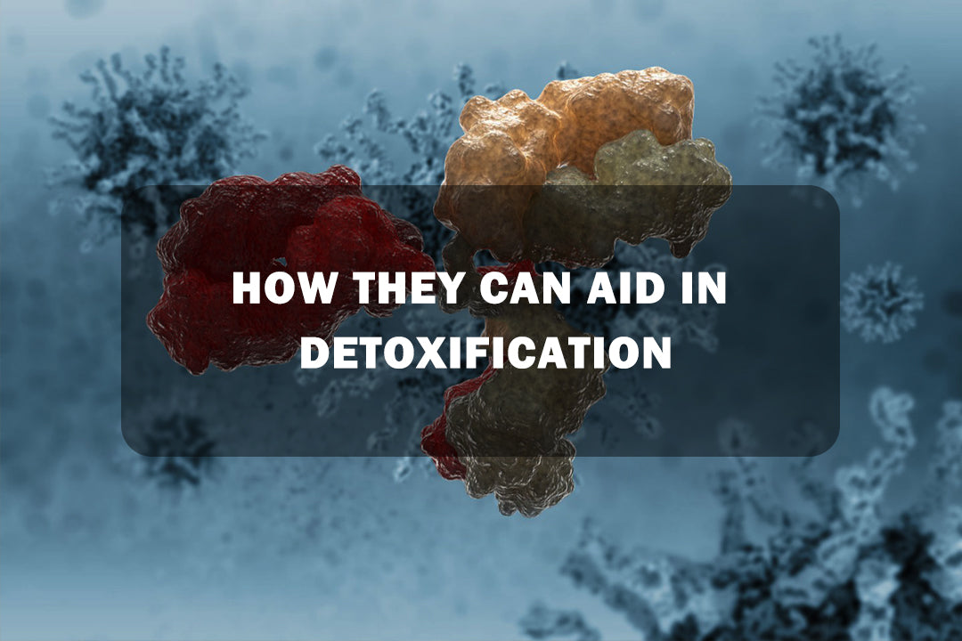 HOW THEY CAN AID IN DETOXIFICATION